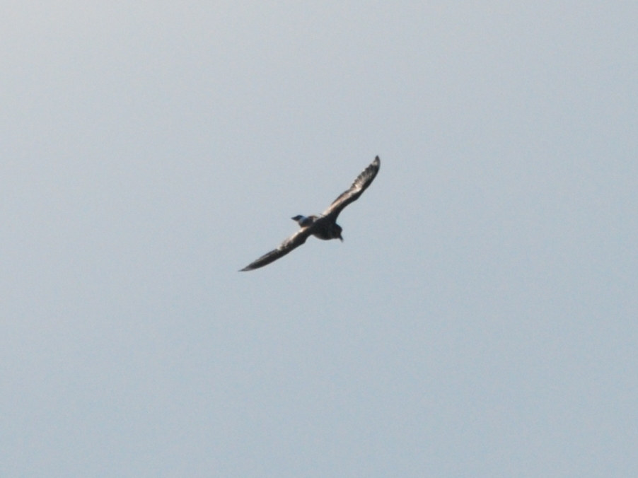 riconoscimento.Anatidae?